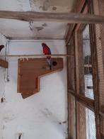 rode pennant kweekman, Dieren en Toebehoren, Vogels | Parkieten en Papegaaien, Parkiet, Geringd