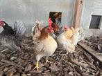 Broedeieren maleise serama, Dieren en Toebehoren, Pluimvee