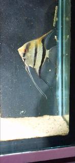 Rio itaya maanvis scalaire, Dieren en Toebehoren