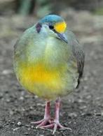 celebes grondduif - tamboerijnduiven - lachduif, Dieren en Toebehoren, Vogels | Duiven, Meerdere dieren, Overige soorten