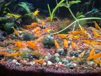 Oranje neocaridina garnalen., Dieren en Toebehoren