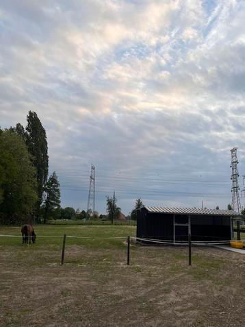 Weide voor paarden, 2 ou 3 chevaux ou poneys