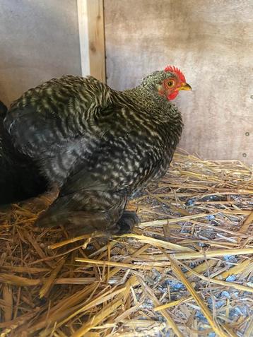 Gratis cochin kriel haantje beschikbaar voor biedingen
