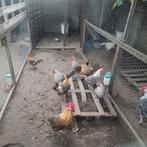 Kempens hoen  kweek toom, Dieren en Toebehoren
