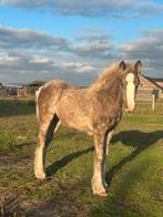 Tinker merrie veulen, zwart met creme en zilver,, Dieren en Toebehoren, Merrie, D pony (1.37m tot 1.48m), Met stamboom, 0 tot 2 jaar