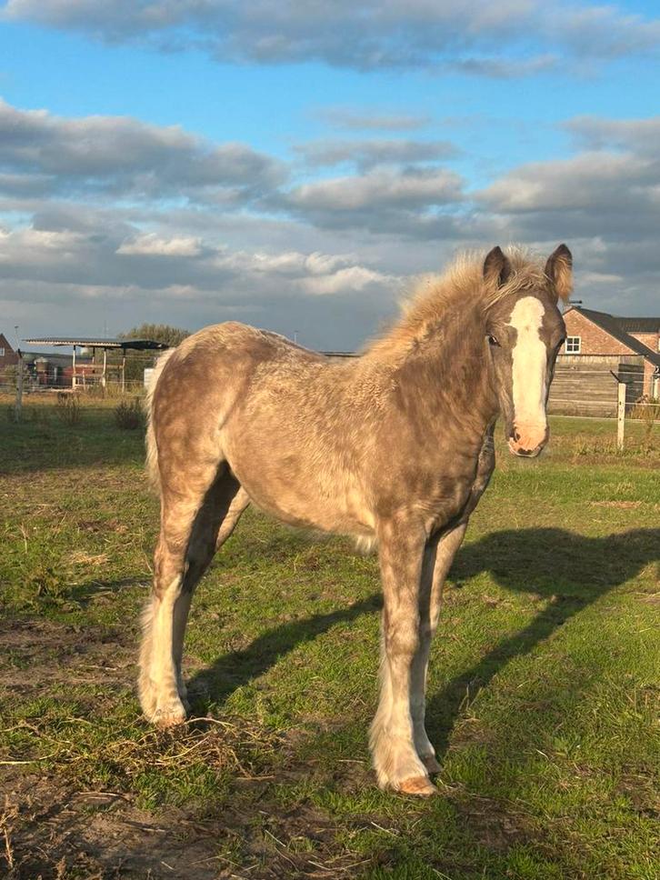 Tinker merrie veulen, zwart met creme en zilver,, Dieren en Toebehoren, Pony's, Merrie, D pony (1.37m tot 1.48m), 0 tot 2 jaar