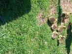 Canadezen ganzen, Dieren en Toebehoren, Pluimvee, Geslacht onbekend, Gans of Zwaan