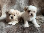 lhasa apso pupies, Dieren en Toebehoren, België, Overige rassen, CDV (hondenziekte), 8 tot 15 weken