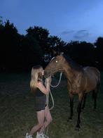 13 jarige merrie te koop, Merrie, Minder dan 160 cm, Niet van toepassing, Ontwormd