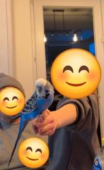 Koppel engelse parkieten