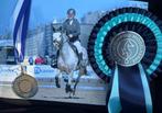 Prachtige talentvolle D pony, Dieren en Toebehoren, Pony's, Gechipt, Ruin, Springpony, 7 tot 10 jaar