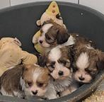 Boomer puppy's, Dieren en Toebehoren, Honden | Niet-rashonden, CDV (hondenziekte), Meerdere, Klein, 8 tot 15 weken
