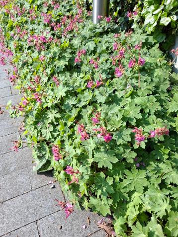 mooie sterke bodembedekker geranium macrorrhizum  beschikbaar voor biedingen