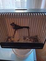 Pop kardinaal 2024, Dieren en Toebehoren, Vogels | Overige Vogels