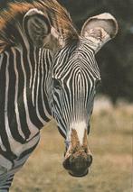 ZEBRA, Collections, Cartes postales | Animaux, Envoi, Affranchie, Animal sauvage