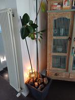 Kamerplant, Huis en Inrichting, Kamerplanten, Ophalen