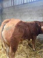 Horenloze limousin dekstier en vaars te koop