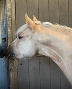 Prachtige 2,5 jaarse C-pony