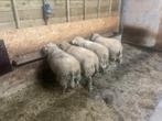 Schapen / rammen, Dieren en Toebehoren, Schapen, Geiten en Varkens, Mannelijk, Schaap, 0 tot 2 jaar