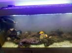 Aquarium.1.50xo.50x0.60., Dieren en Toebehoren, Ophalen of Verzenden, Zo goed als nieuw, Gevuld zeewateraquarium