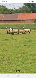 raszuivere schropshire ooien te koop 3 stuks beschikbaar, Dieren en Toebehoren, Schapen, Geiten en Varkens