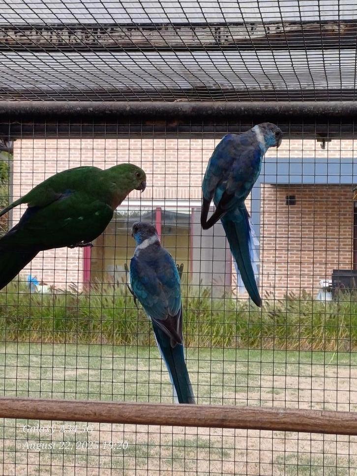 Blauwe barnard 2025 (met dna): mannen, Dieren en Toebehoren, Vogels | Parkieten en Papegaaien, Parkiet