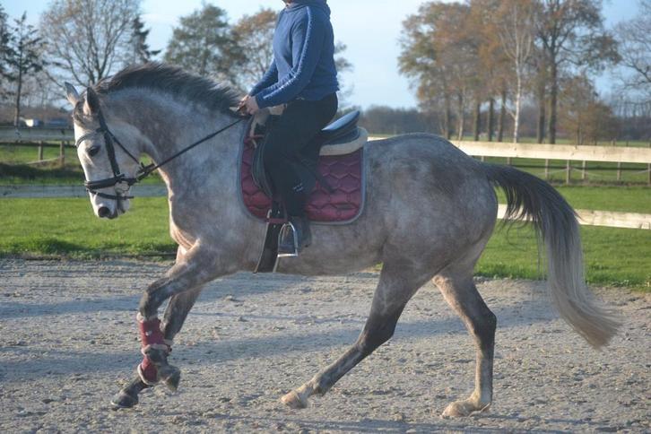 Prachtige brave schimmel, Dieren en Toebehoren, Paarden, Merrie
