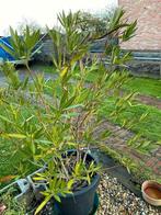 oleander 3 kleurig groot formaat, Tuin en Terras, Planten | Struiken en Hagen, Ophalen