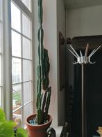 cactus hoogte 1m90, Huis en Inrichting, Ophalen