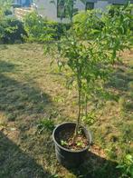 Yuzu Citrus 4, Tuin en Terras, Ophalen