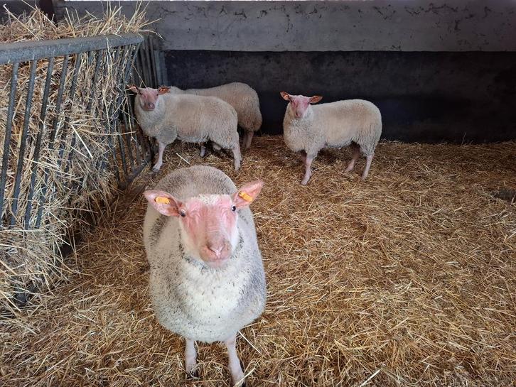 Rouge de l'Ouest stamboek rammen, Dieren en Toebehoren, Schapen, Geiten en Varkens, Schaap, Mannelijk, 0 tot 2 jaar