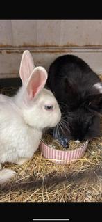 2 vrouwtjes konijnen wit en zwart met hok & toebehoren., Dieren en Toebehoren, Ophalen, 90 cm of meer, Konijn, Hok