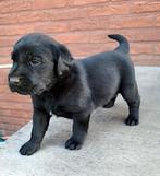 labrador reu particulier, Dieren en Toebehoren, Honden | Retrievers, Spaniëls en Waterhonden, België, Particulier, Reu, 8 tot 15 weken