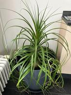 Beaucarnca of Olifantenplant, Huis en Inrichting, Ophalen, 100 tot 150 cm, Overige soorten, Halfschaduw