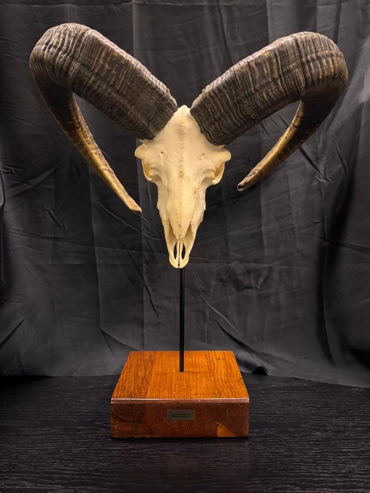 Echte Wilde Mouflon Ramsschedel, Collections, Collections Animaux, Neuf, Crâne, Animal sauvage, Enlèvement ou Envoi