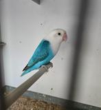 Agapornis fischeri opaline blauw pop, Dieren en Toebehoren, Vrouwelijk, Dwergpapegaai of Agapornis, Geringd