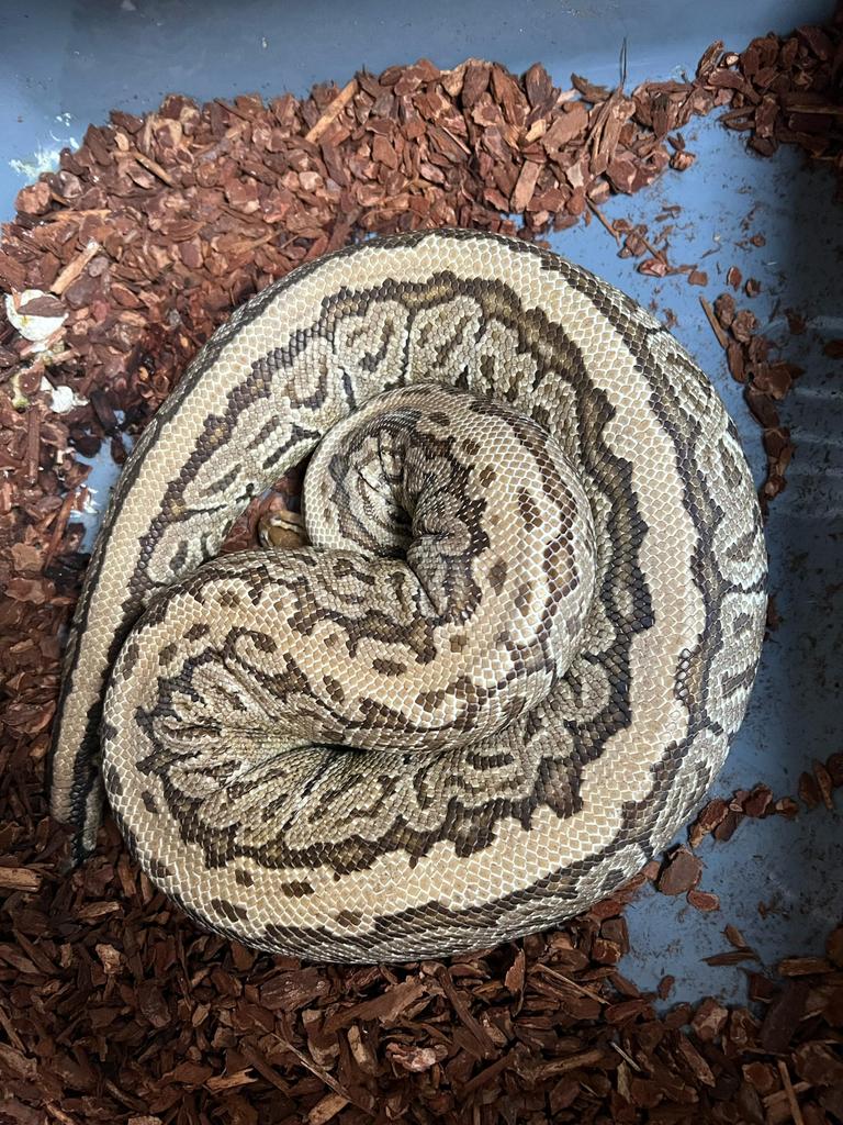 Ball python pinstripe trick, Enlèvement