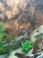 Malawi cichliden jongen. Eventueel ruilen., Dieren en Toebehoren, Vissen | Aquariumvissen