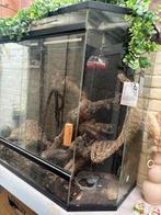Baardagaam, Dieren en Toebehoren, Ophalen, Zo goed als nieuw, Terrarium of Paludarium