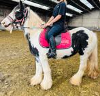 Ponymerrie Irish Cob, Merrie