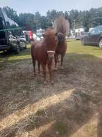 Mini Shetlander, Dieren en Toebehoren, Hengst