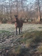 Drachtige merie, Dieren en Toebehoren, Z