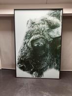Foto Bizon achter glas 130x80cm, Huis en Inrichting, Ophalen, Zo goed als nieuw