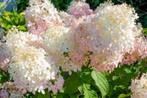Hydrangea Phantom, Ophalen