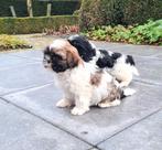 shih tzu pups, Dieren en Toebehoren, Honden | Chihuahua's en Gezelschapshonden, België, Overige rassen, CDV (hondenziekte), 8 tot 15 weken