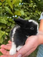 Super lieve Nederlandse dwerg hangoortjes (Ndh), Dwerg