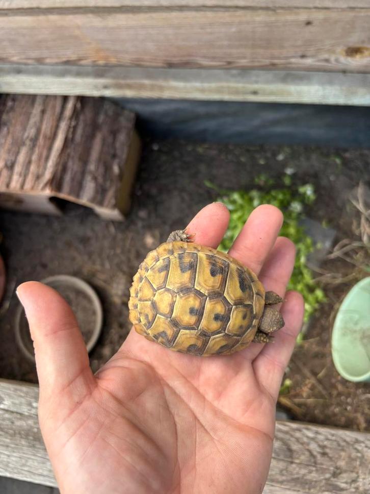 Griekse landschildpad nakweek 2024, Dieren en Toebehoren, Reptielen en Amfibieën | Toebehoren, Ophalen