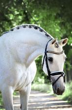 Zeer lieve PRE Ruin te koop, Dieren en Toebehoren, Ruin, Dressuurpony, M, 11 jaar of ouder