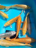 Twee kg koi steur goudvis karper korrels 6e, Dieren en Toebehoren, Vissen | Vijvervissen, Steur