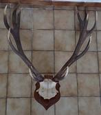 Bois de cerf sur plaque en bois, Antiquités & Art, Enlèvement